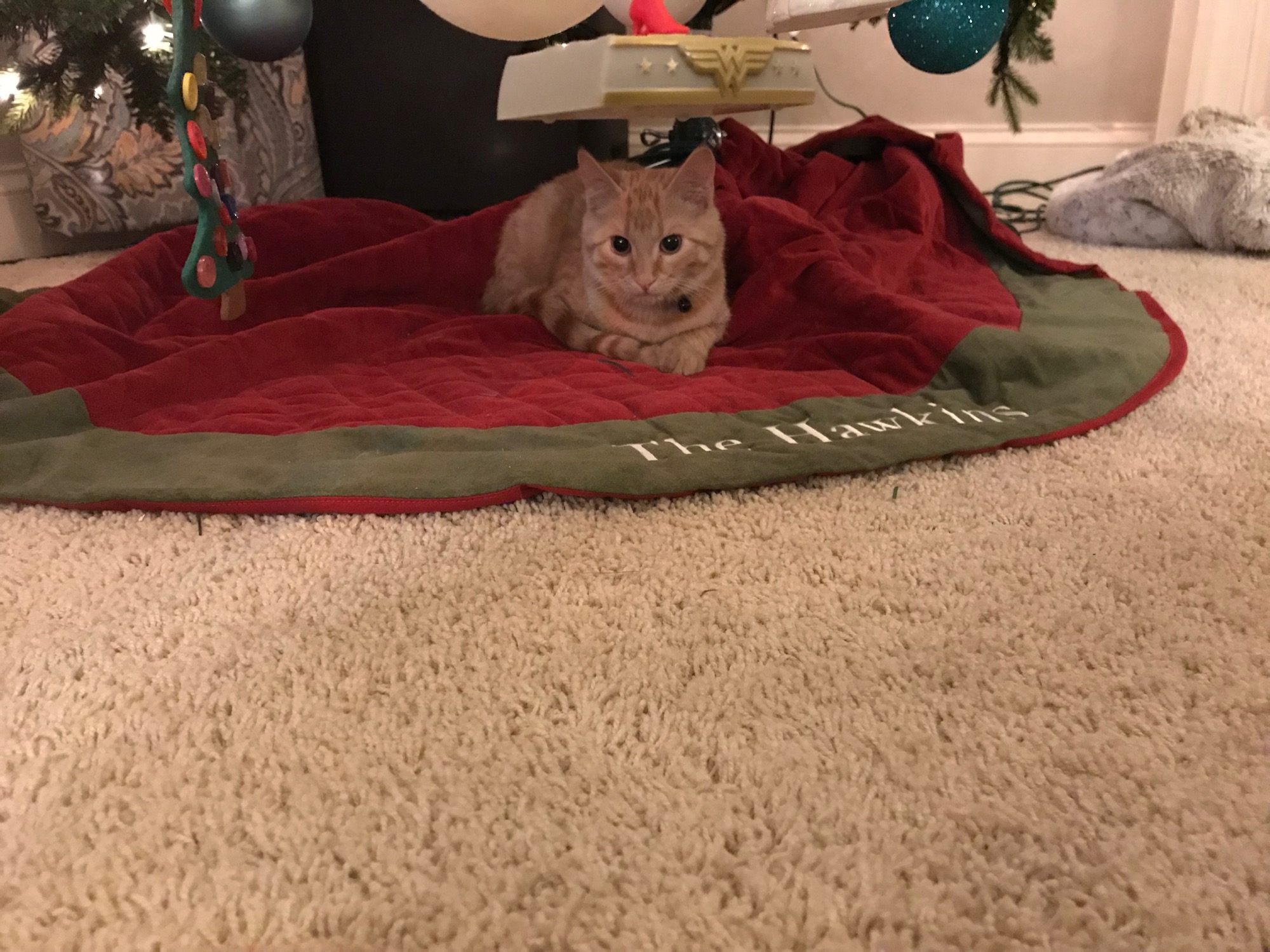 2018-11-24-cat-under-tree photo