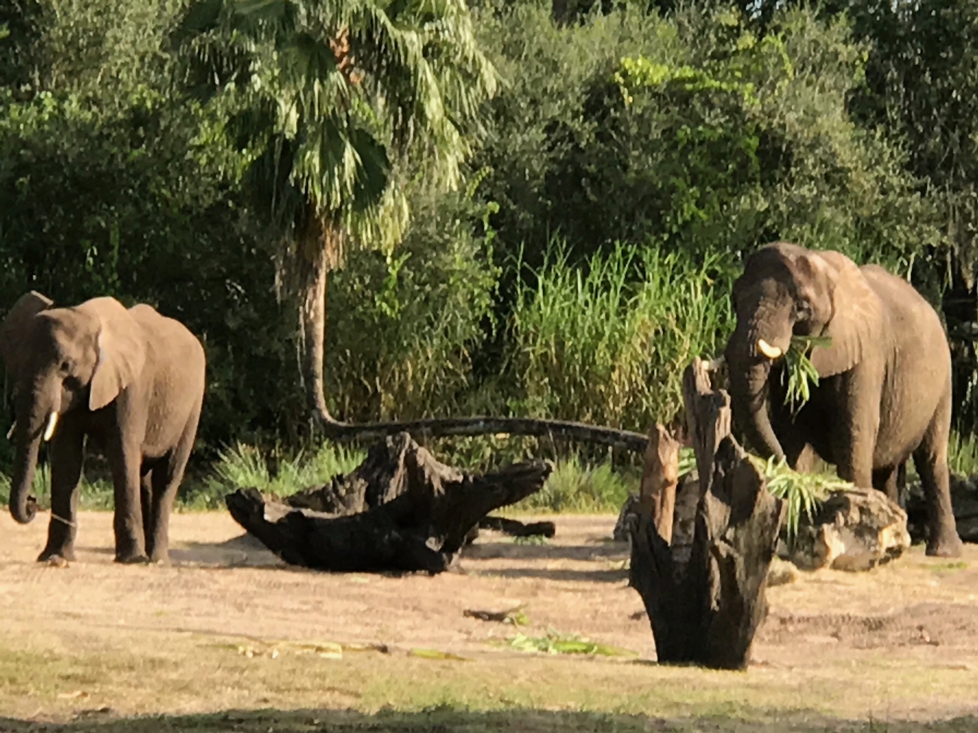 disney-trip-2016-94 photo