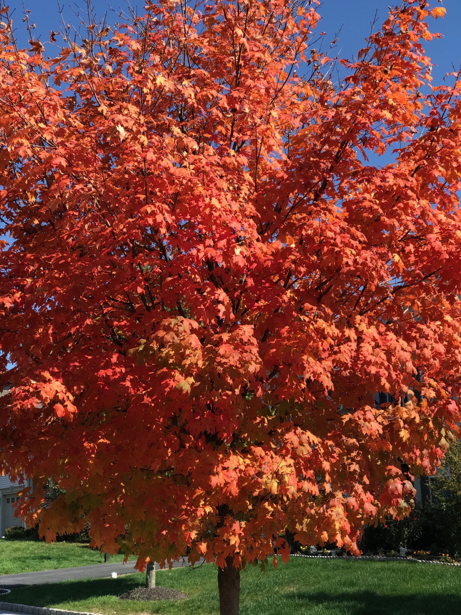 10-18-2016-fall photo